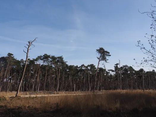 Kalmthoutse Heide, Kalmthout (België)